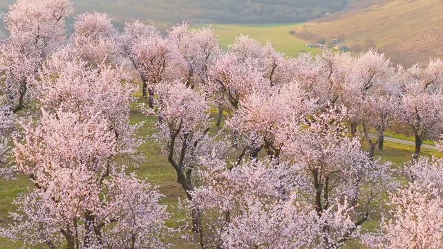 Cinematic orbital drone shot spiraling upward around a blooming almond tree in spring. Smooth corkscrew motion reveals orchard patterns, soft light and a peaceful landscape, spring nature.
