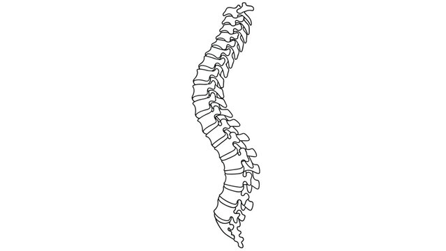 Detailed line drawing shows the human vertebral column or spine from a lateral view for medical education and anatomical study.