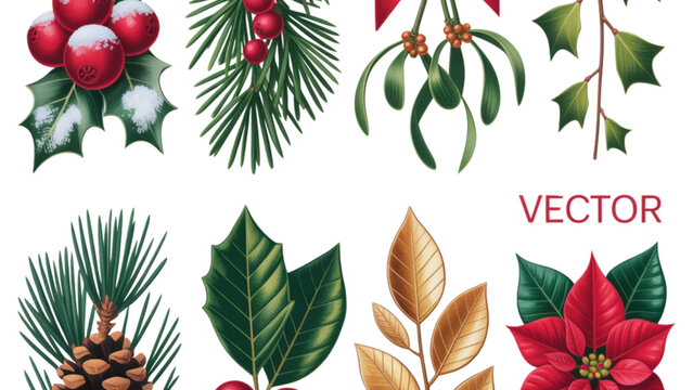 A collection of traditional christmas decorative foliage including holly pine and poinsettia plants Vector