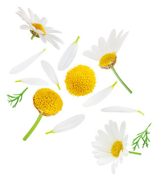 Chamomile flowers  isolated on white background. Explotion. Flying Daisy flower with petals,  collection. Levitating Chamomilla as a Herbal medicine.&nbsp;Pattern.