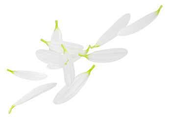Obraz premium Flying Camomile petals isolated on white. White Petals explosion. Levitating Chamomile petals. Daisy (Marguerite) as a Herbal medicine.&nbsp;Pattern.
