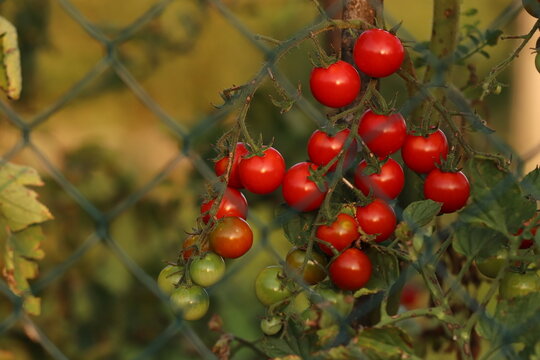 pomodori in un oro in estate al tramonto