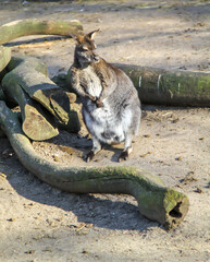 Aufnahme eines Kangaruus vor Baumstümpfe.  © boedefeld1969