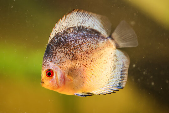 Portr&auml;t, Nahaufnahme eines Diskusfisches. Diskus im Aquarium. Amazonasbecken.
