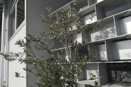 Green plant and geometric wall with soft sunlight and shadows