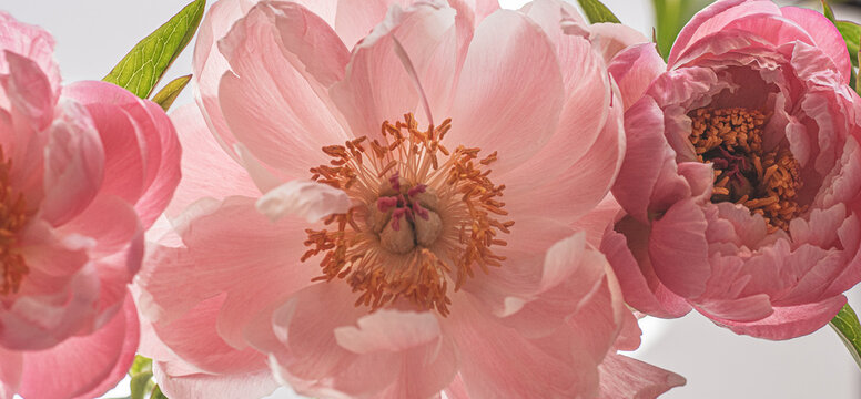 Beautiful bouquet of pink peonies. Spring aesthetic floral background 