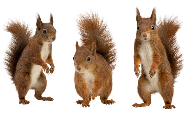 Three poses of a red squirrel isolated on a transparent background. Front and side profile views of a wild woodland rodent with a bushy tail standing and crouching