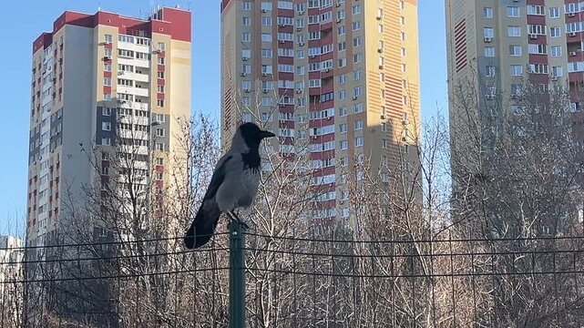 Crow resting on metal fence with residential buildings in background, urban wildlife and bird behavior concept, adaptable city dwelling bird in modern environment