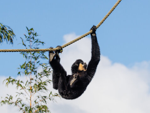 Gibbon &agrave; favoris roux