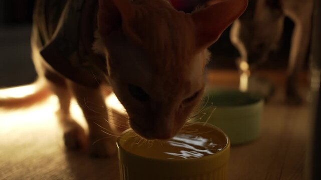 Thirsty hairless sphynx cat lapping water from a ceramic bowl in a dimly lit room, highlighting the importance of hydration for preventing urolithiasis and maintaining feline health