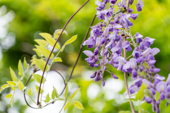 満開に咲き誇る美しい藤の花 垂れ下がる紫色の花序と新緑の背景 春の日本庭園の風景
