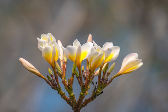 Delicate plumeria - soft white frangipani blossoms with yellow centers captured in serene natural light and shallow depth of field for natural background
