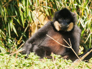 Obraz premium Gibbon à favoris roux