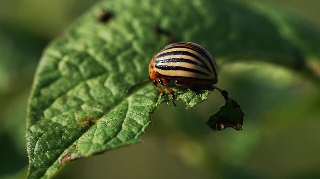 Colorado potato beetle, also known as the colorado beetle, ten-striped spearman, ten-lined potato beetle or potato bug, eating a potato leaf