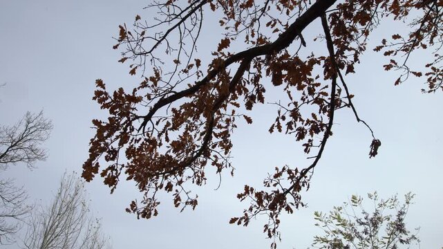 Brown leaves cling to branches against a gray sky on a cool day in early fall. The scene shows trees and a sense of changing seasons in a natural setting.