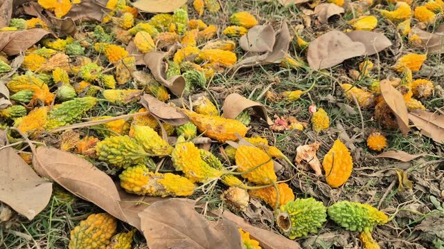 Discarded Overripe and Damaged Bitter Gourds in Farm Field - Agricultural Waste Concept
