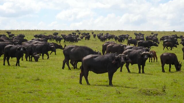 African buffalo grazing on grasslands. Herd of buffalo resting calmly across expansive sunlit savannah. Tranquil scene of buffalo calmly grazing on vast sunlit grasslands under cloudy sky