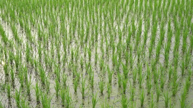 Young green rice plants growing in a paddy field