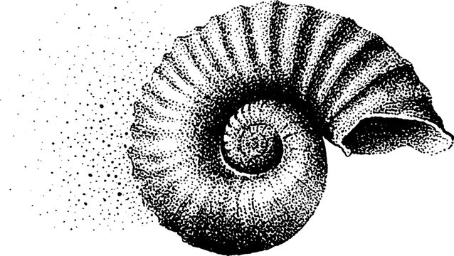 Nautilus shell with sacred geometry grid in black and white stipple art for design and prints