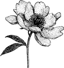 Fototapeta premium Black and white stippled peony flower illustration for design and art projects