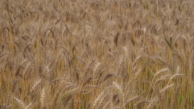 Golden wheat field swaying in the wind