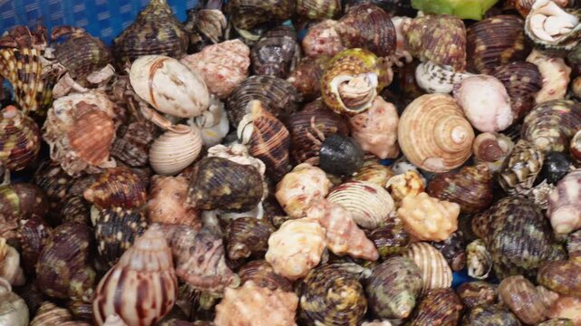 Hermit crabs on the beach 