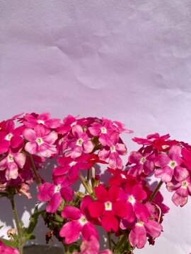 radiant petal cluster design. Lush blossom close-up. Vibrant flowering plant. Beautiful inflorescence botanical close-up. Gorgeous blooming flora design
