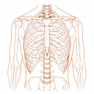 Anatomical illustration of the human ribcage spine and shoulder girdle