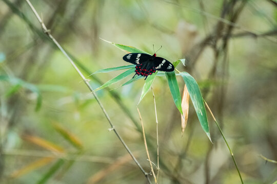 Common Mormon (Papilio polytes) butterfly perched on bamboo foliage with smooth bokeh, highlighting natural beauty in a calm forest setting