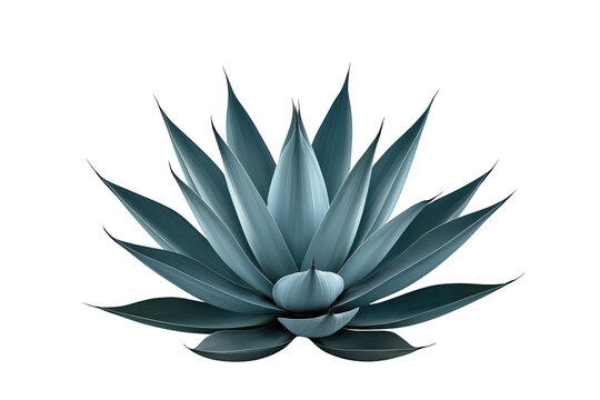 Blue agave plant with succulent spiky leaves illustrating botany, growth, natural beauty, and a desert concept, transparent background