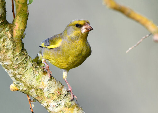 Verdier d'Europe (Chloris chloris)