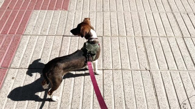 Nervous young rescue dog wearing a harness exploring urban street for the first time