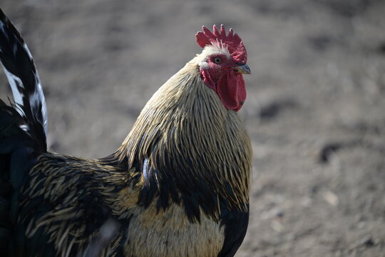 Kogut o czarno, złotych pi&oacute;rach, z czerwonym grzebieniem