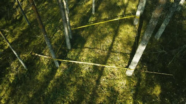 Aerial view of a crime scene tape in a pine forest