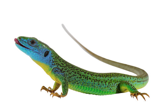 Vibrant green and blue lizard with tongue extended, a beautiful reptile isolated on transparent background, detailed scales and long tail PNG