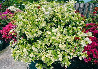 White Bougainvillea 1