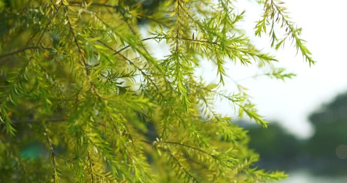 A tranquil nature scene showcasing green leaves gently rustling in breeze evoking peace.