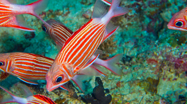 Samurai Squirrelfish, Sargocentron ittodai, Coral Reef, North Ari Atoll, Maldives, Indian Ocean, Asia
