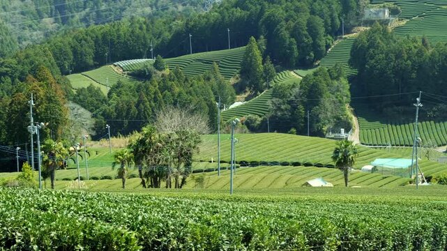 Green Tea Field Farm in Uji, Japan.