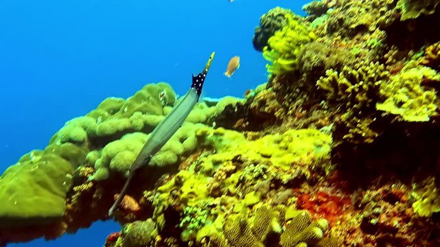 Handheld shot tracking pipefish, thin seahorse blends with glowing coral reefs in Red sea, Egypt