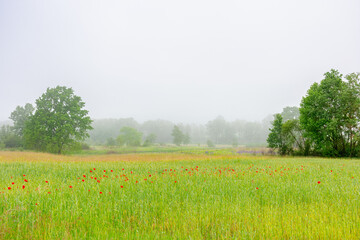 red poppies in the field. background image for remembrance, armistice or anzac day. overcast sky. ukrainian countryside landscape on a foggy morning. uncertainty, confusion and fog of war concept