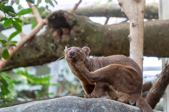 A fossa (Cryptoprocta ferox) washes itself in its enclosure at the zoo.