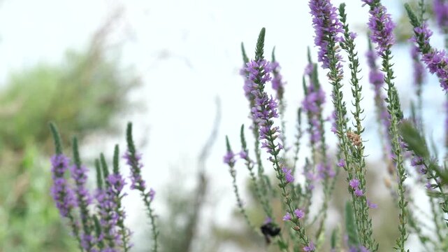 Close-up of carpenter bee landing on lavender flowers in nature