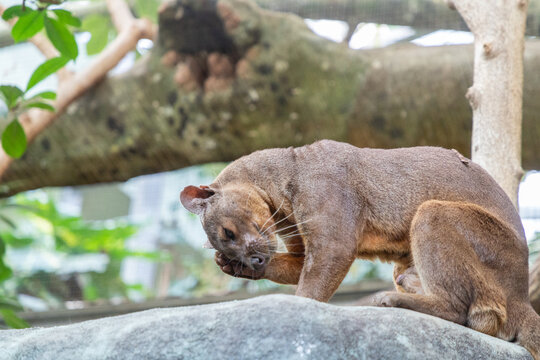 A fossa (Cryptoprocta ferox) washes itself in its enclosure at the zoo.