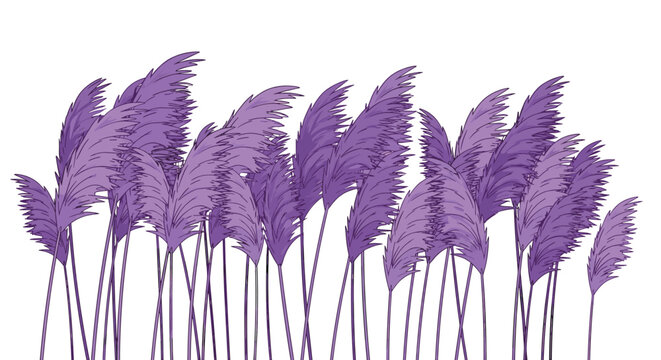 Tall, feathery purple pampas grass stands in a dense cluster on a white background.