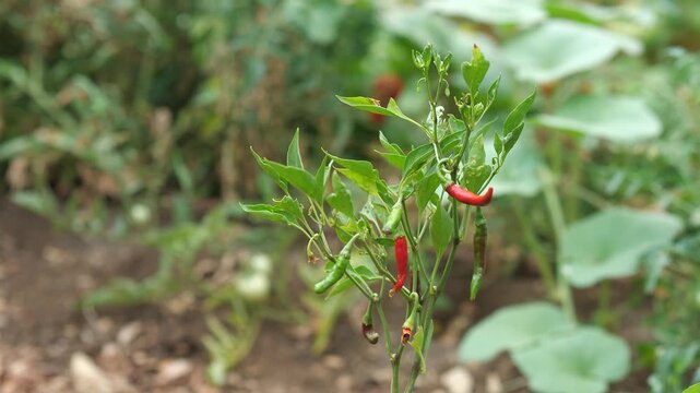 Close up of chili pepper plant with red and green peppers growing in a garden in northern Israel.