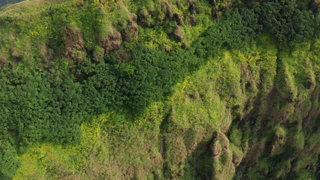 Aerial view: Monsoon mountain ridge in India with striking yellow blooms amidst deep green flora