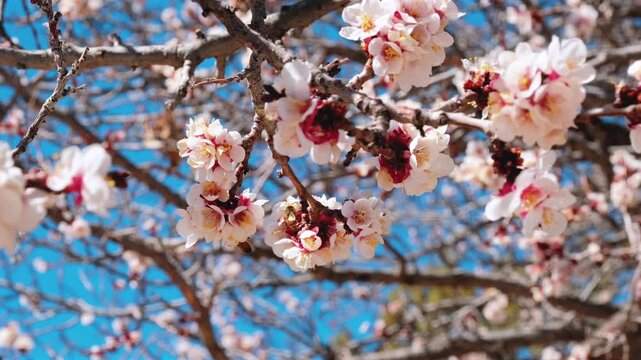 Seasonal spring bloom detail in a sunny orchard highlights the importance of pollination and honeybees, perfect for agricultural tourism, nature exploration, and ecological conservation media.