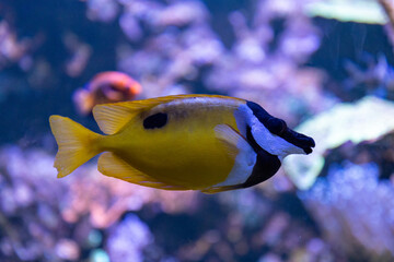 Bright yellow tropical butterflyfish swimming in a marine aquarium, with distinctive dark markings and a softly blurred coral reef background. © Liudmyla