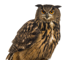 Obraz premium Majestic Eagle-Owl with piercing orange eyes and prominent ear tufts, a powerful nocturnal bird of prey, isolated PNG